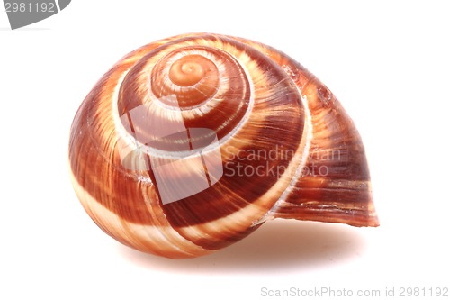 Image of snail shell isolated 