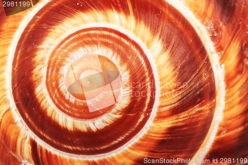 Image of snail shell background