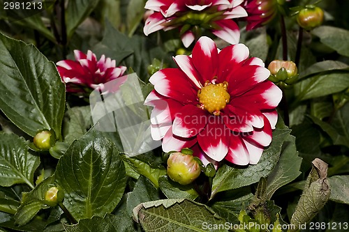 Image of dahlia