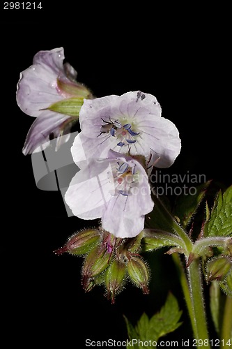 Image of woodland cranesbill