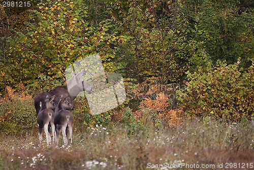 Image of moose family