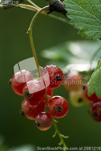 Image of red currants