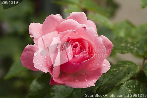 Image of wet pink rose