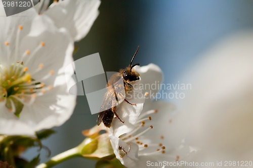 Image of bee on cherry blossom