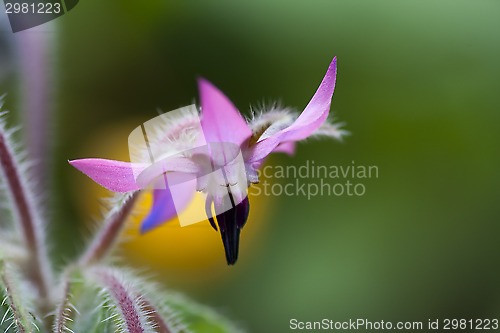 Image of pink borago