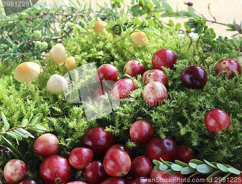 Image of Cranberries