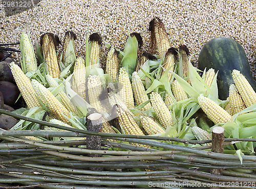 Image of Corn cobs