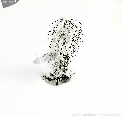 Image of Snow covered pine young 