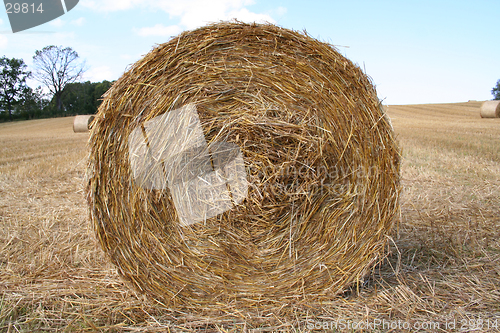 Image of Harvest