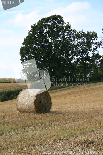 Image of Harvest