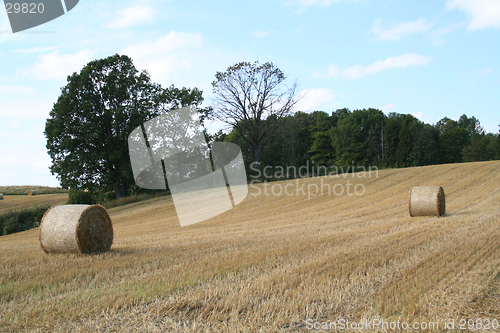 Image of Harvest