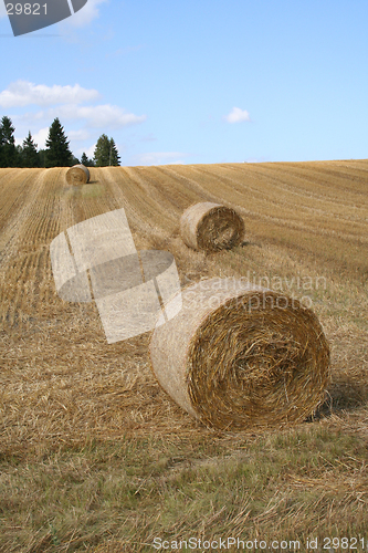 Image of Harvest