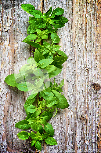 Image of Basil