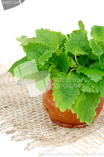 Image of Lemon Balm