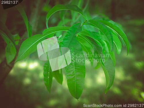 Image of Retro look Peach tree leaf