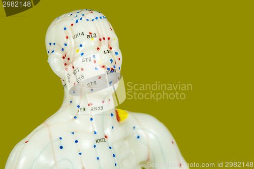 Image of acupuncture model 