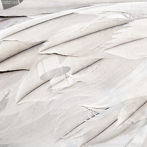 Image of Bird feathers