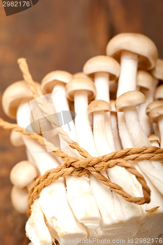Image of fresh wild mushrooms