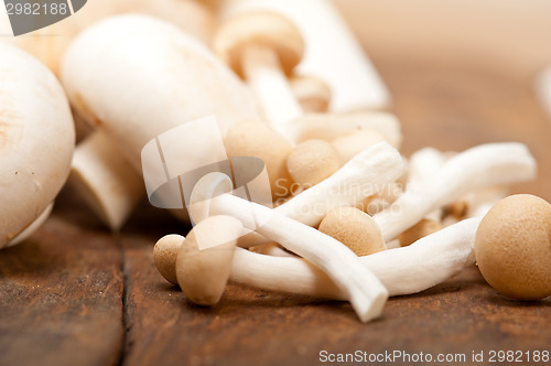 Image of fresh wild mushrooms