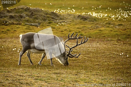 Image of Reindeer