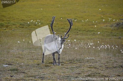 Image of Reindeer