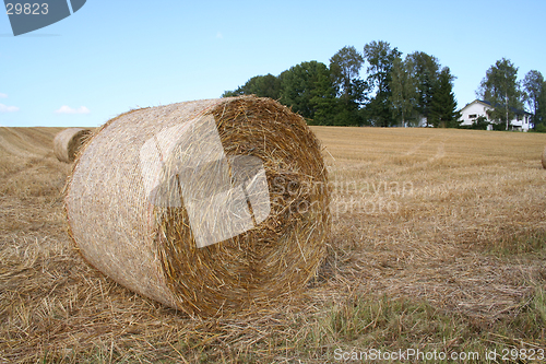 Image of Harvest