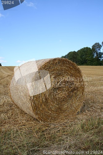 Image of Harvest