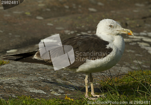 Image of Great Black-backed gull