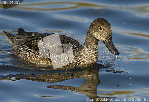 Image of Northern Pintail