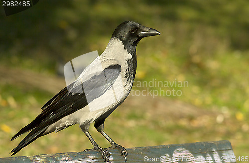 Image of Hooded Crow