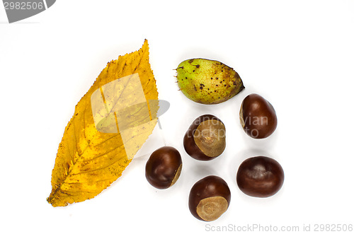 Image of Sweet chestnuts still life decoration