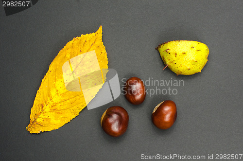 Image of Sweet chestnuts still life at dark