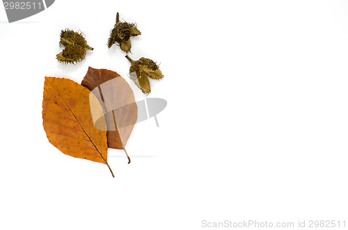 Image of Autumn colored beech leaves