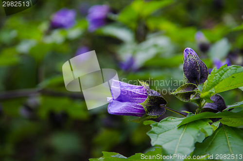 Image of Blue physalis type flower