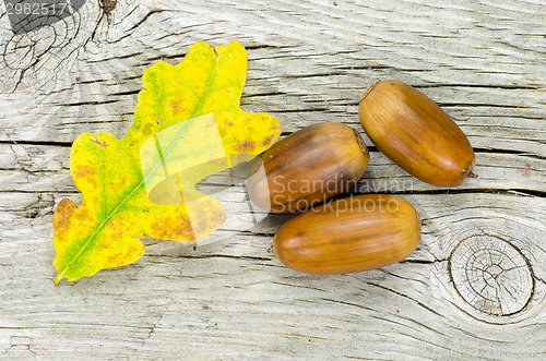 Image of Oak tree leaf and acorns closeup