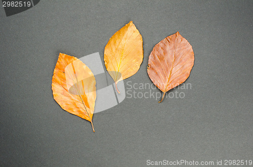 Image of Autumn leaves at dark background