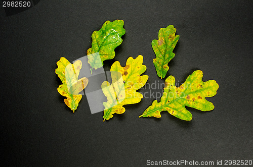 Image of Autumn colored leaves at dark background