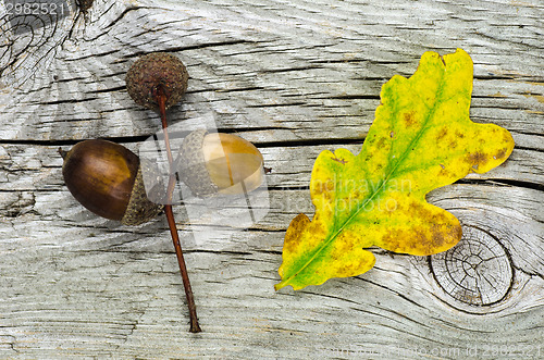 Image of Autumn symbols at weathered wooden background