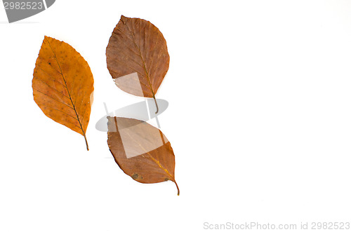 Image of Autumn decoration on white