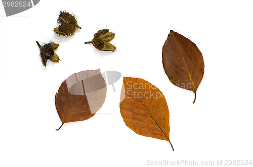 Image of Beech autumn colors