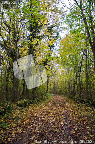 Image of Country road in fall colors