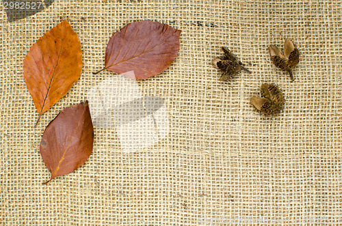 Image of Autumnal still life 