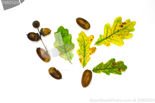 Image of Fall symbols decoration still life