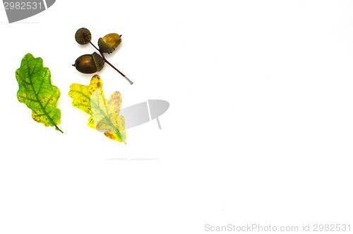 Image of Fall symbols decoration on white