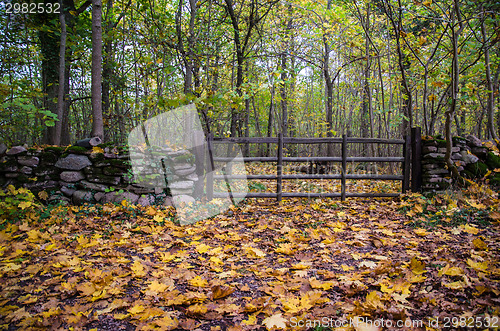 Image of Old wooden gate at autumn