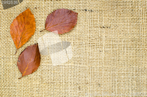 Image of Fall colored leaves at burlap