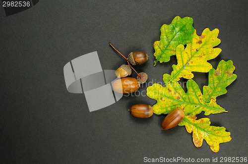 Image of Colorful leaves and acorns