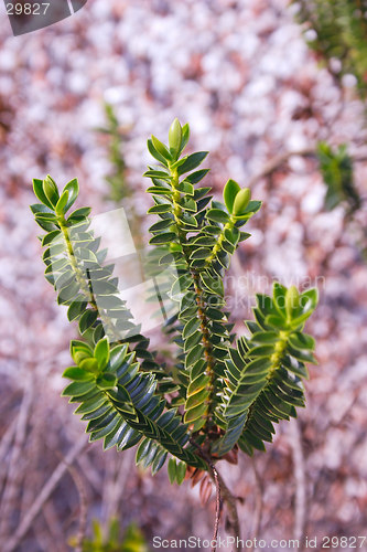 Image of bush details