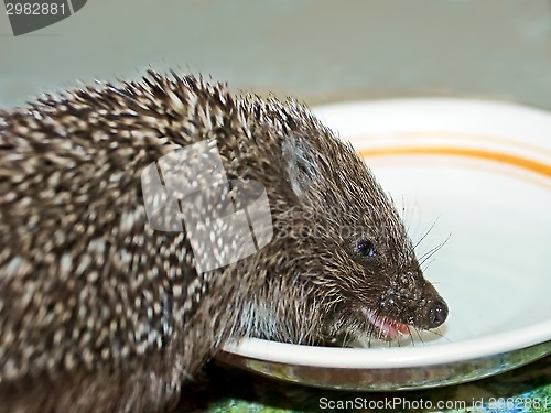 Image of Funny hedgehog drinks a milk