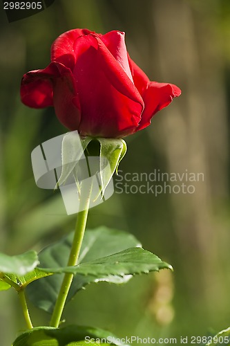 Image of red rose